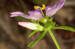 Appalachian rose gentian